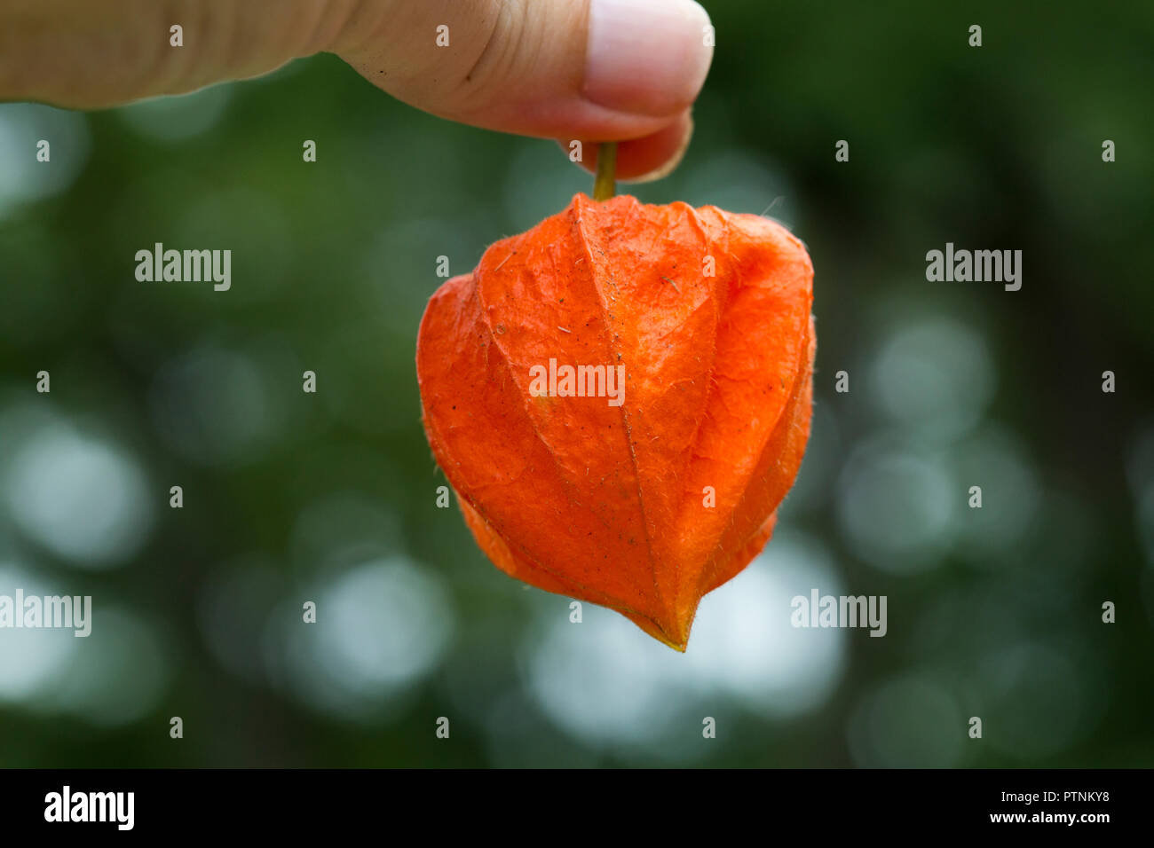 Hält den Stamm einer zarten orange chinesischen Laterne papierne Frucht aus der invasiven asiatischen Pflanze. Stockfoto