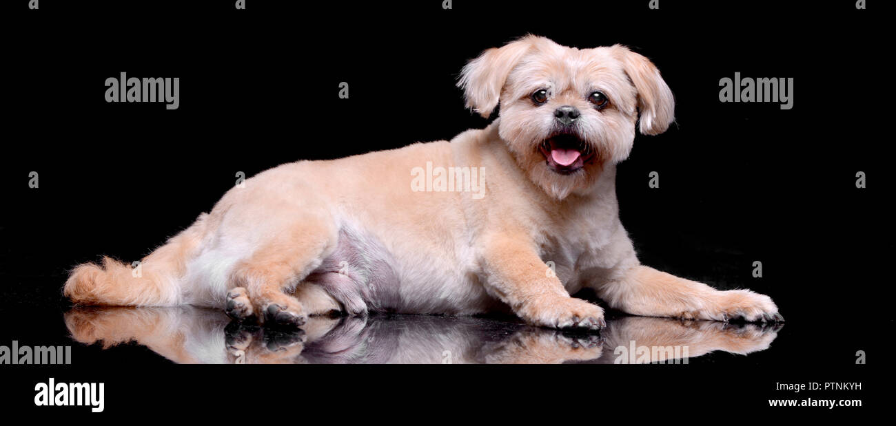 Studio geschossen von einem entzückenden Chow Chow liegen auf schwarzen Hintergrund. Stockfoto