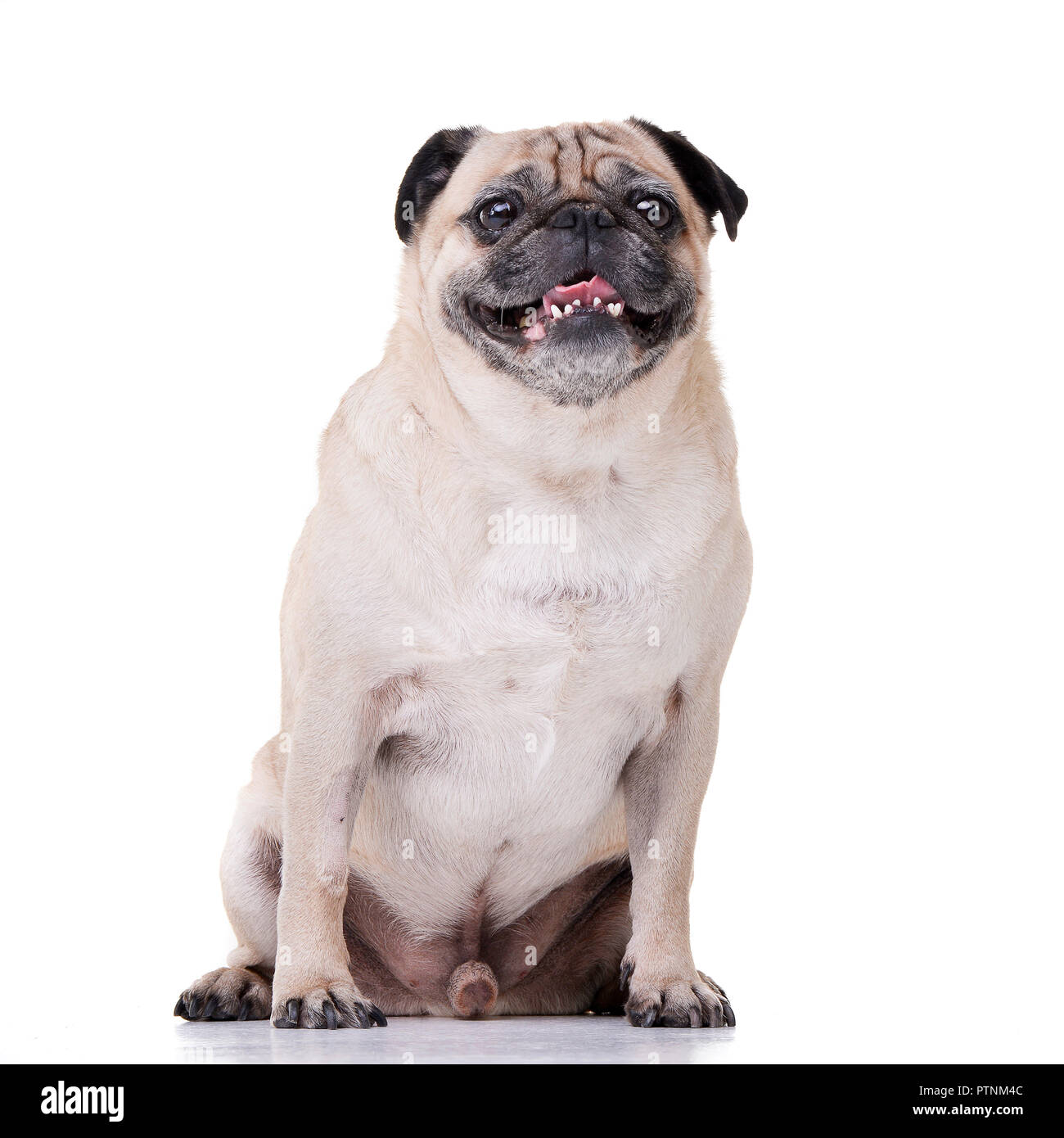 Mops mit zähnen Fotos und Bildmaterial in hoher Auflösung Alamy