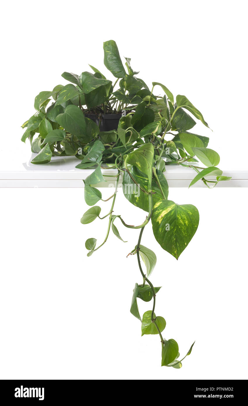 Epipremnum aureum Topfpflanze vor weißem Hintergrund Stockfoto