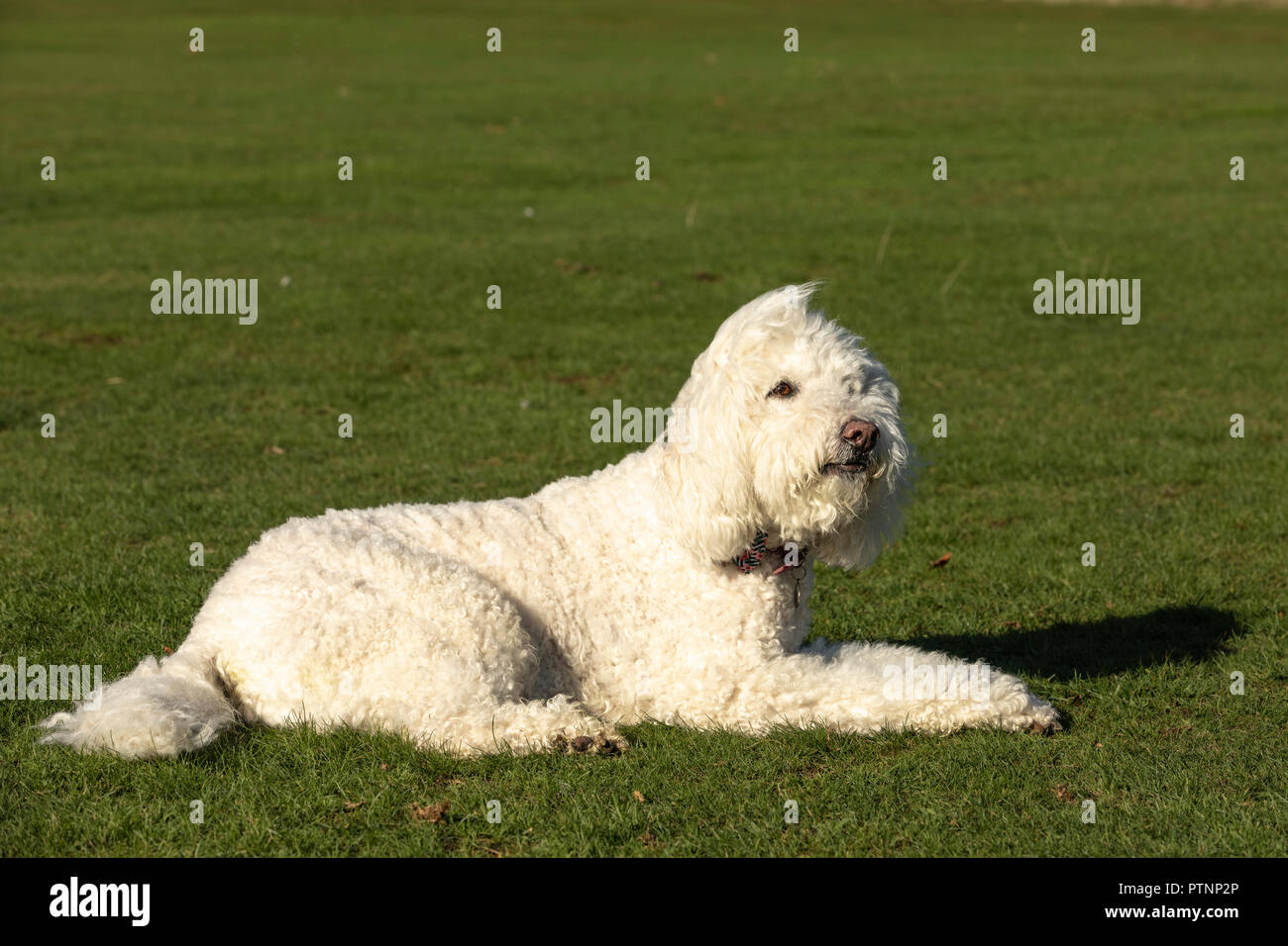 Weiß labradoodle Hund dargestellt im Freien, auf dem Boden liegend in einem Park Stockfoto