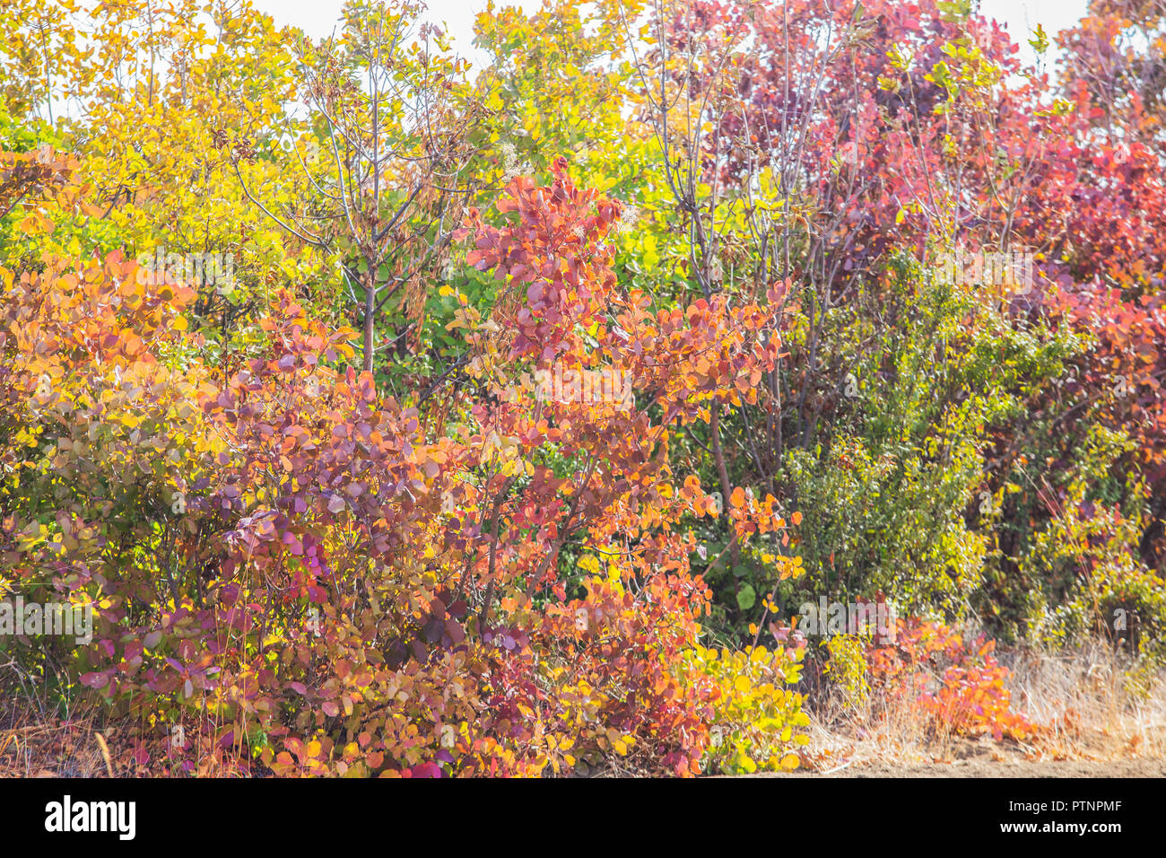 Herbst bunte Blätter auf die Büsche am Nachmittag Stockfoto
