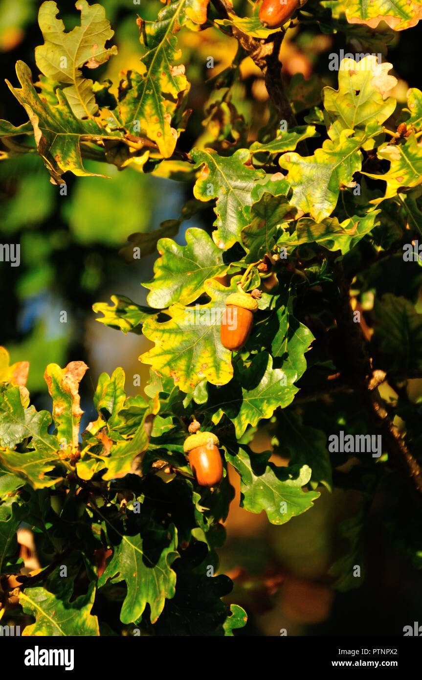 Eicheln auf einer Eiche Stockfoto