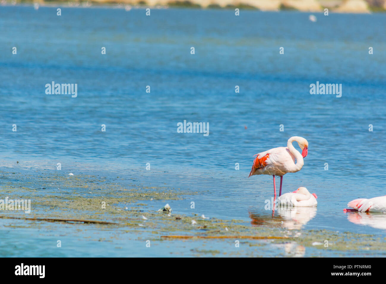 Rosa Flamingos in Molentargius Teich Stockfoto