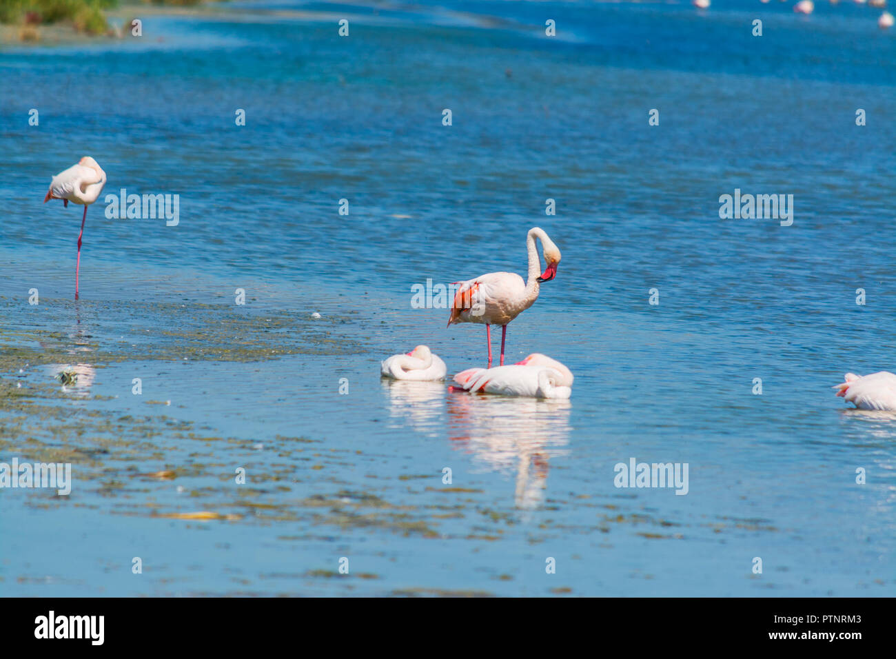 Rosa Flamingos in Molentargius Teich Stockfoto