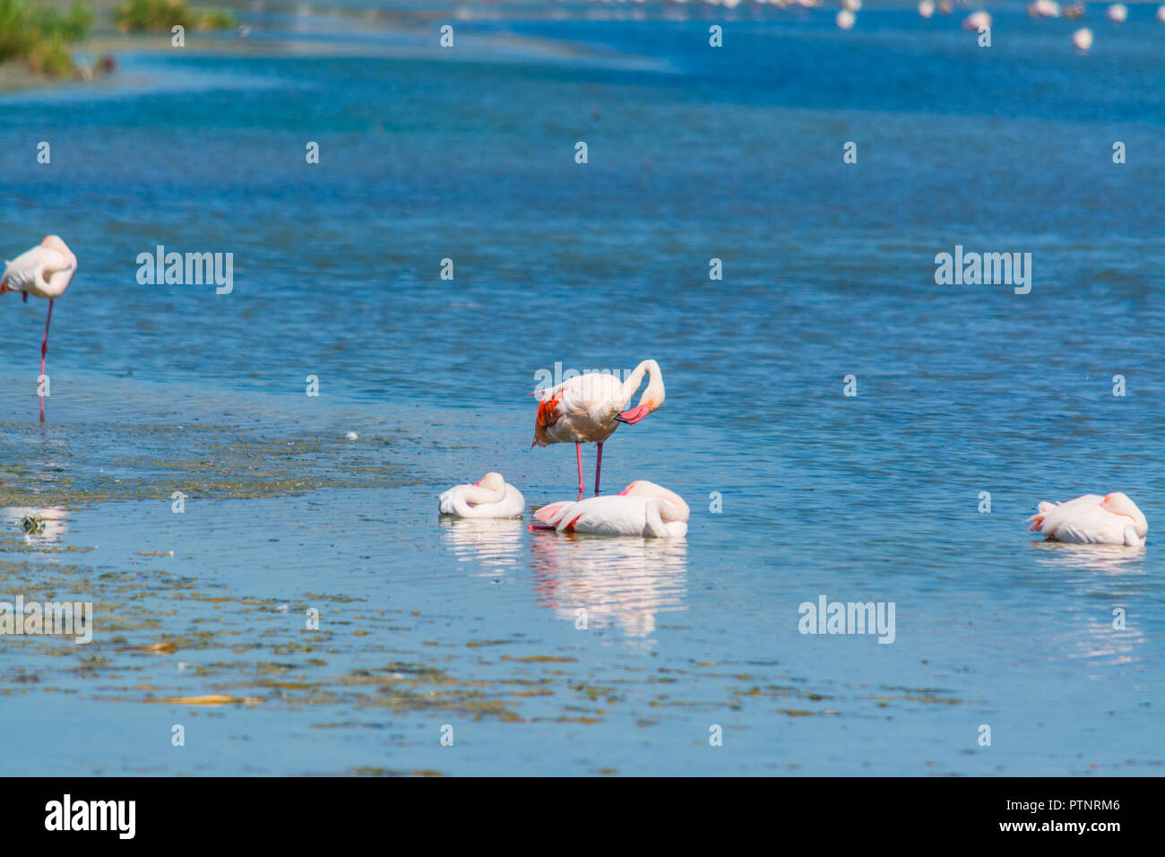 Rosa Flamingos in Molentargius Teich Stockfoto