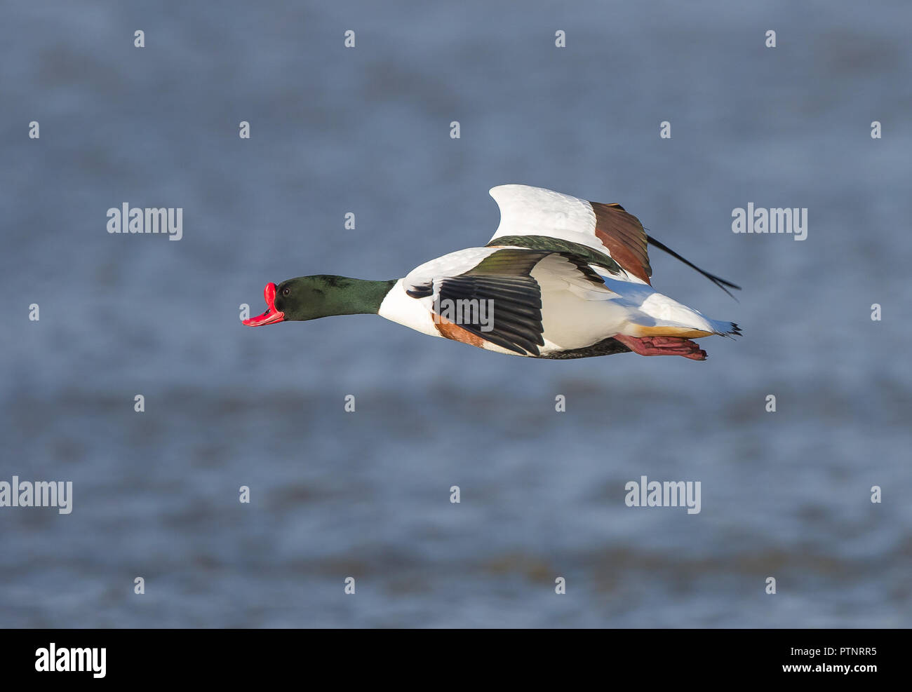 Wild UK Shelduck drake (Tadorna tadorna) isoliert in der Luft Flug, fliegen über Wasser, mit Blick nach links. Stockfoto