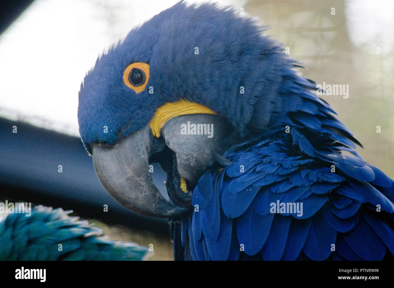 Dies ist eine Nahaufnahme eines Hyazinthara Stockfoto
