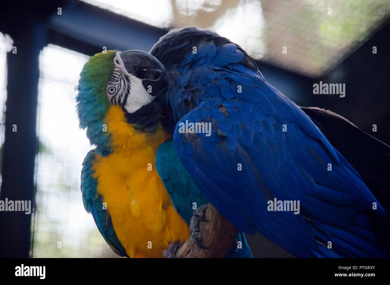 Die blau und gold Macaw ispreening der Hyazinthara Stockfoto