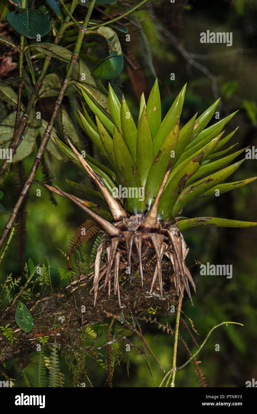 Bromelien wachsen auf dem Ast eines Baumes im Atlantischen Regenwald in  Brasilien Stockfotografie - Alamy