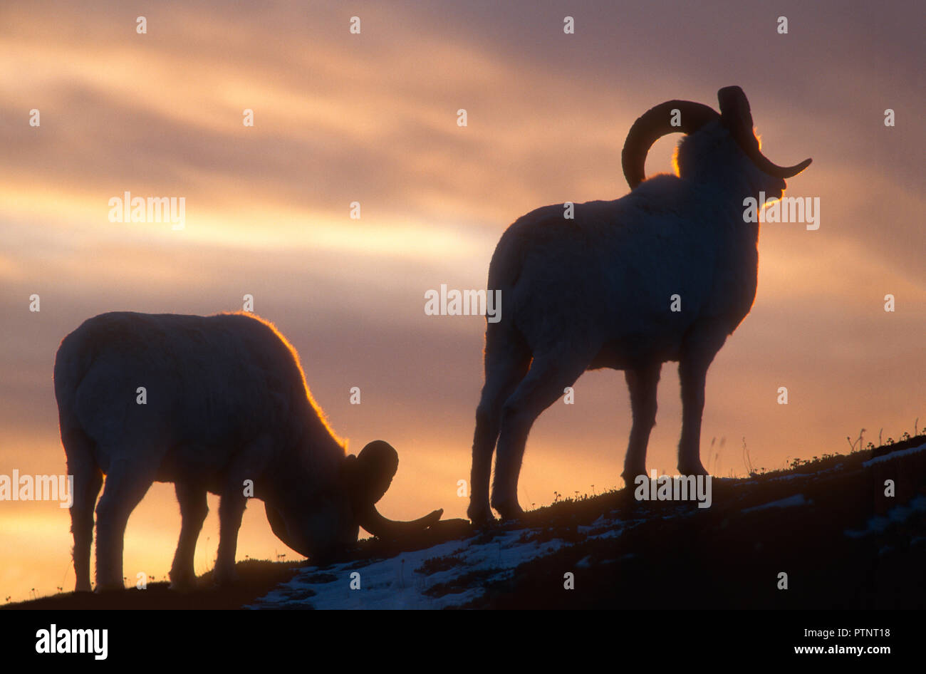 Dall Schaf Widder; Alaska Range Berge; Herbst; Alaska Stockfoto