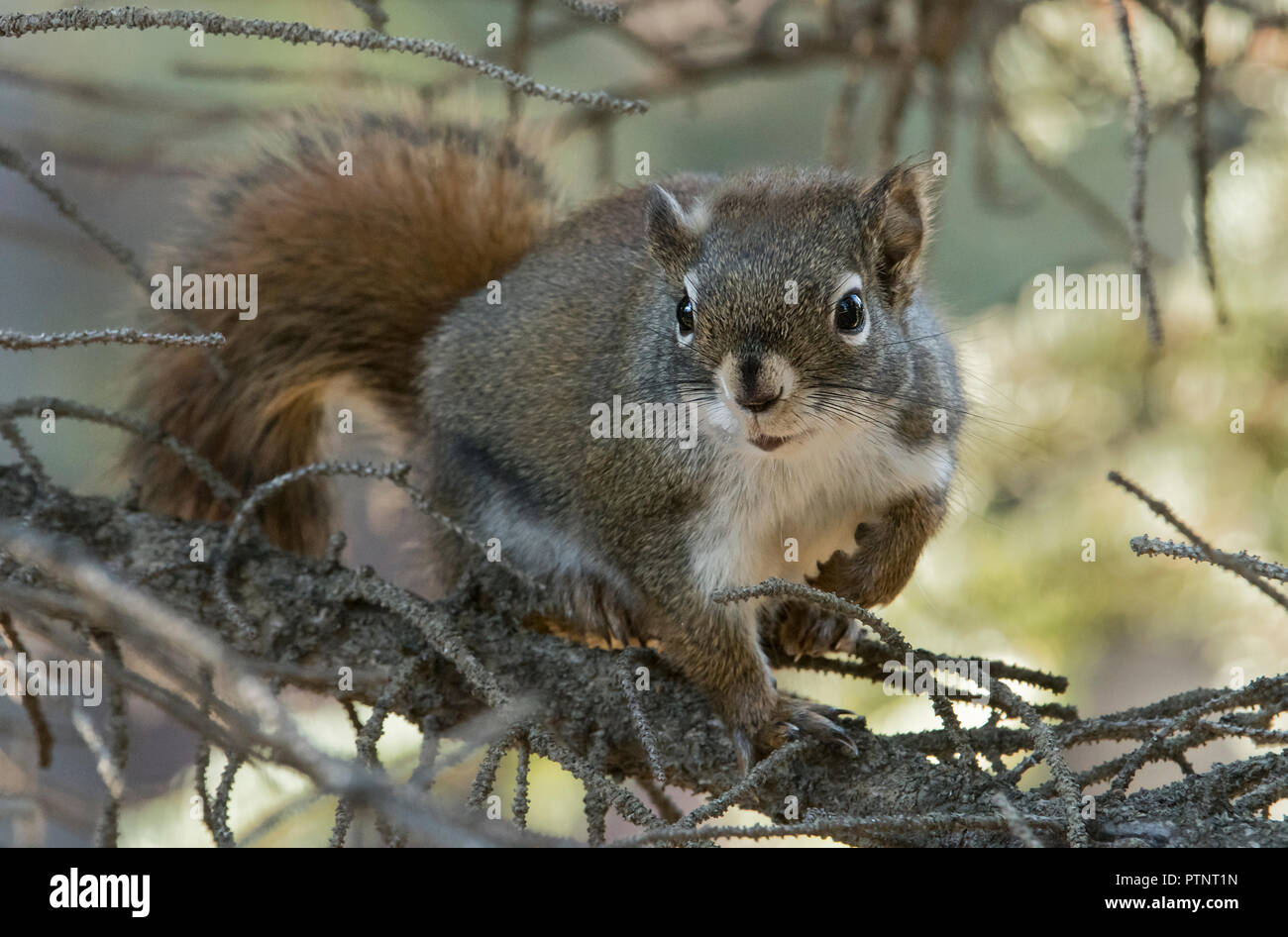 Amerikanische Rote Eichhörnchen; Denali National Park, Alaska Stockfoto