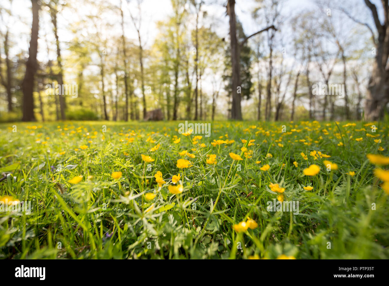 Der ersten früh blühenden Pflanzen auf der grünen Wiese im Park