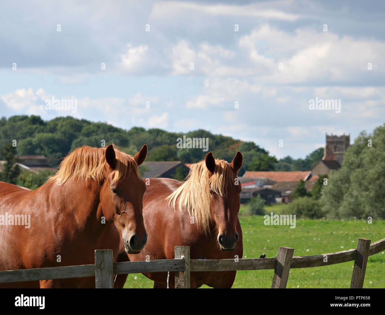 Zwei Suffolk Punch Pferde stehen in einem Feld mit einer ländlichen Kirche im Hintergrund. Stockfoto