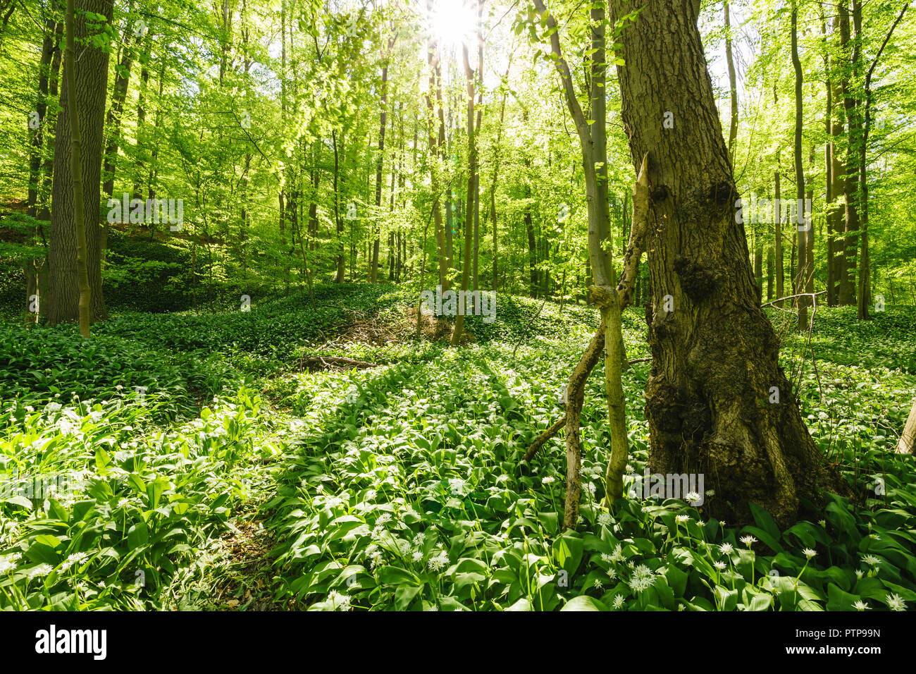 Sonne im Frühjahr, grünen Wald mit Bärlauch auf dem Waldboden Stockfoto