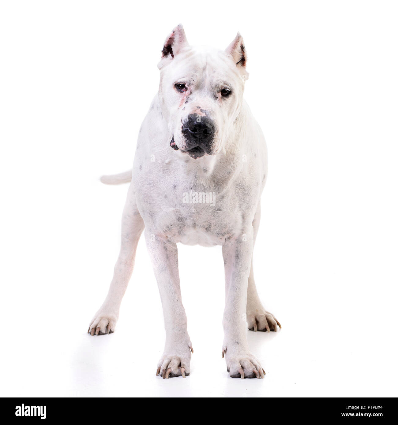 Studio geschossen von einem entzückenden Dogo Argentino stehen auf weißen Hintergrund. Stockfoto