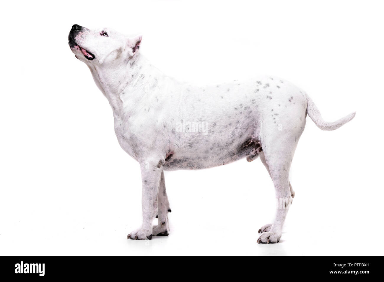 Studio geschossen von einem entzückenden Dogo Argentino stehen auf weißen Hintergrund. Stockfoto