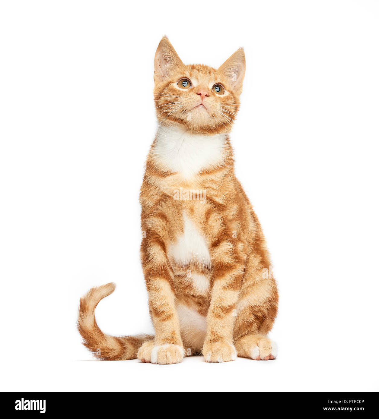 Adorable ginger Red Tabby Kätzchen saß auf einem weißen Hintergrund, oben zu schauen. Stockfoto