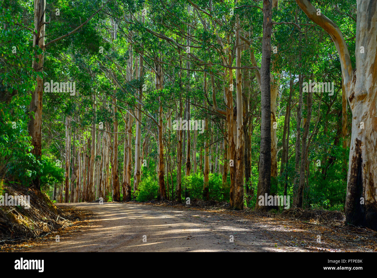 Straße, die durch einen Kaugummiwald führt.Eucalyptus maculata, Western Australia, Australien Stockfoto