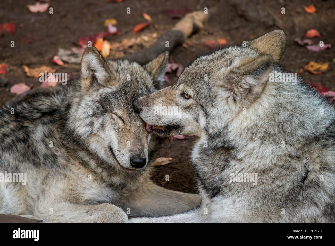 Zwei Östlichen Grauen Wölfe, die die Bindung zwischen Jugendlichen und Erwachsenen Wolf. Stockfoto