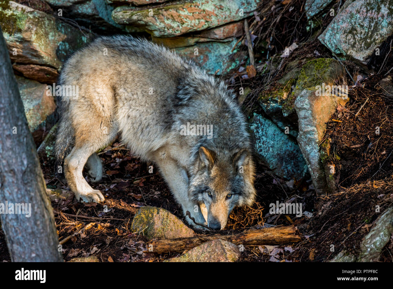 Timber Wolf um einige Moos Felsen bedeckt. Stockfoto