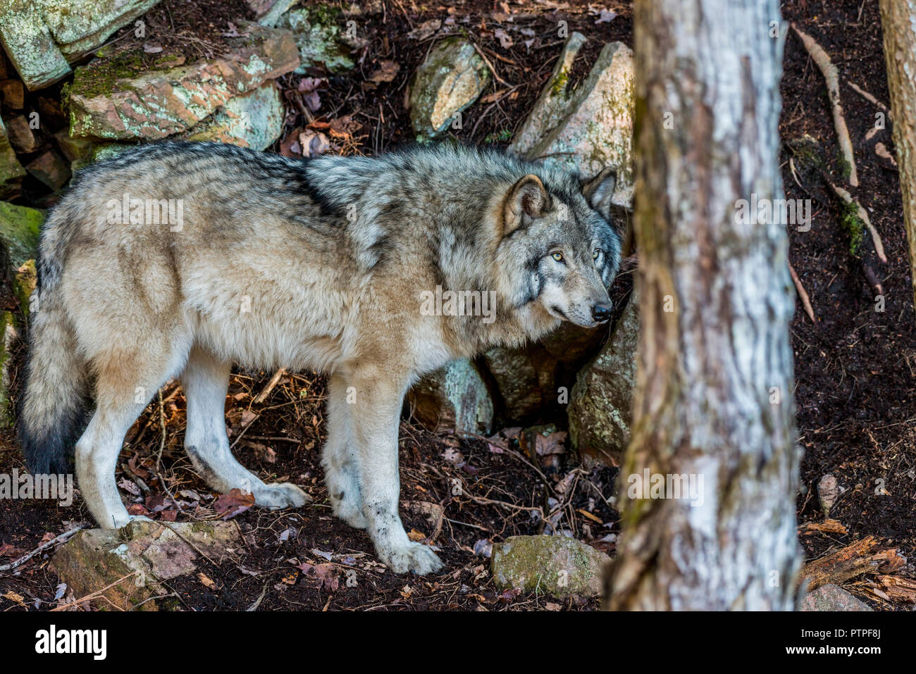 Eastern Grey Wolf unter den Felsen. Stockfoto