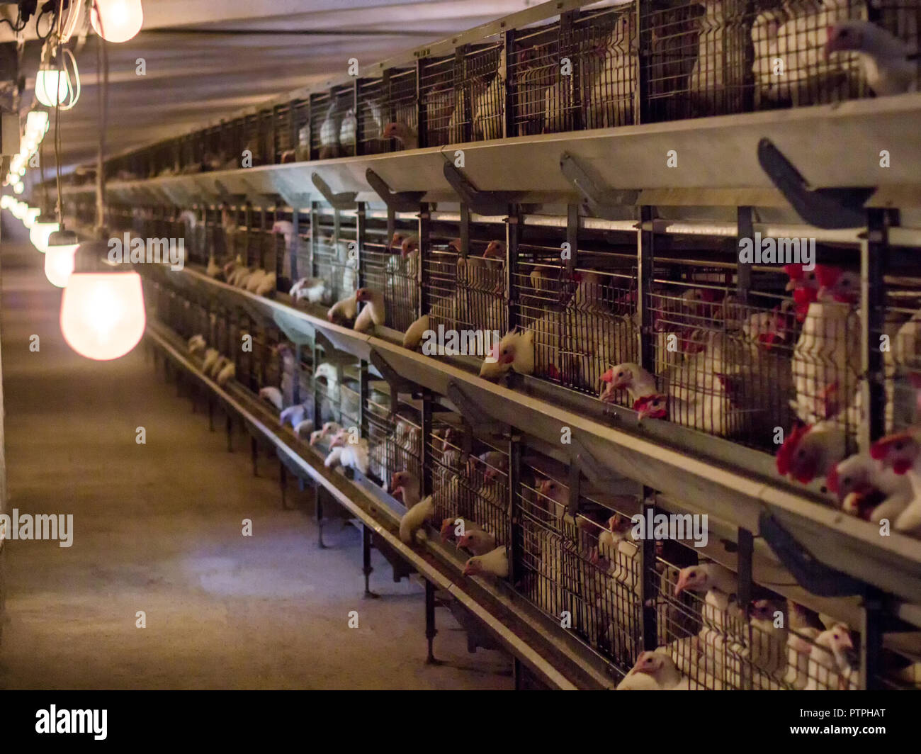 Moderne Hühnerstall, in der masthähnchen zum Verbrauch in Essen, Geflügel Farm gezüchtet werden, Stockfoto