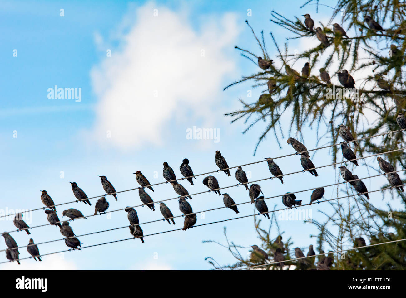 Eine Herde von Staren sitzen auf Strom Kabel und auf einer Lärche Baum Stockfoto