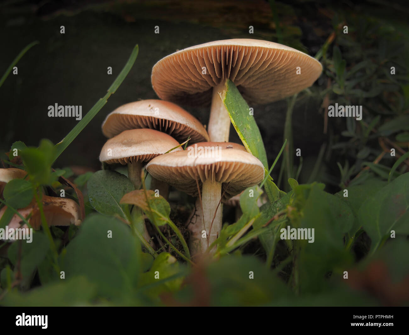 Agaricus Campestris Pilze im Wald Stockfoto