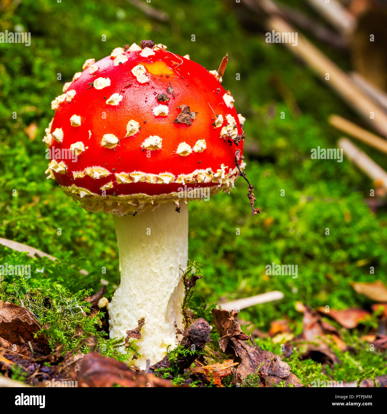 Amanita Muscaria, allgemein bekannt als die Agaric Amanita Fliegen oder Fliegen Stockfoto