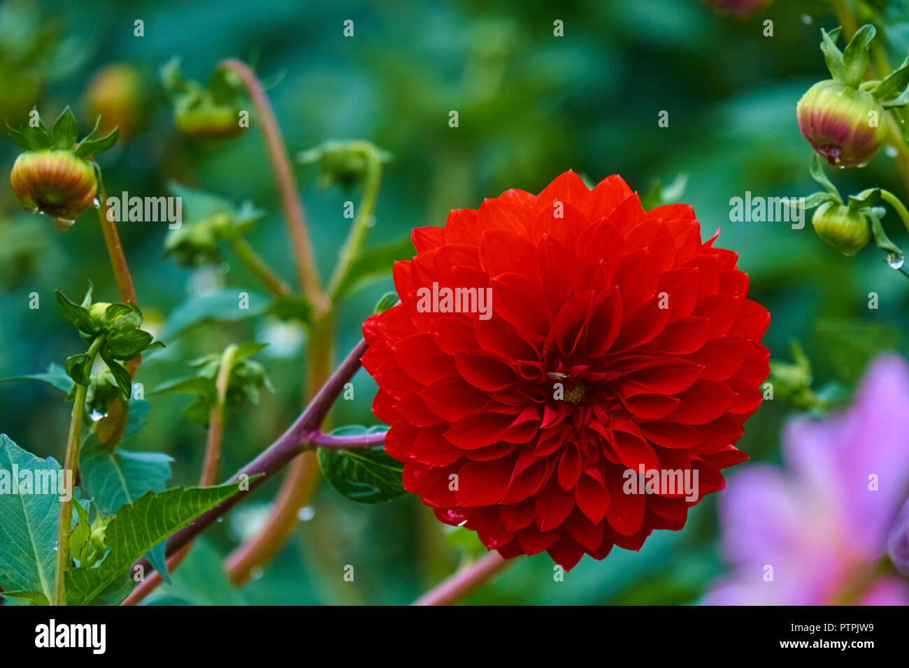 Wunderschöne rote Dahlie mit Biene auf helle grüne Gras Hintergrund. Stockfoto