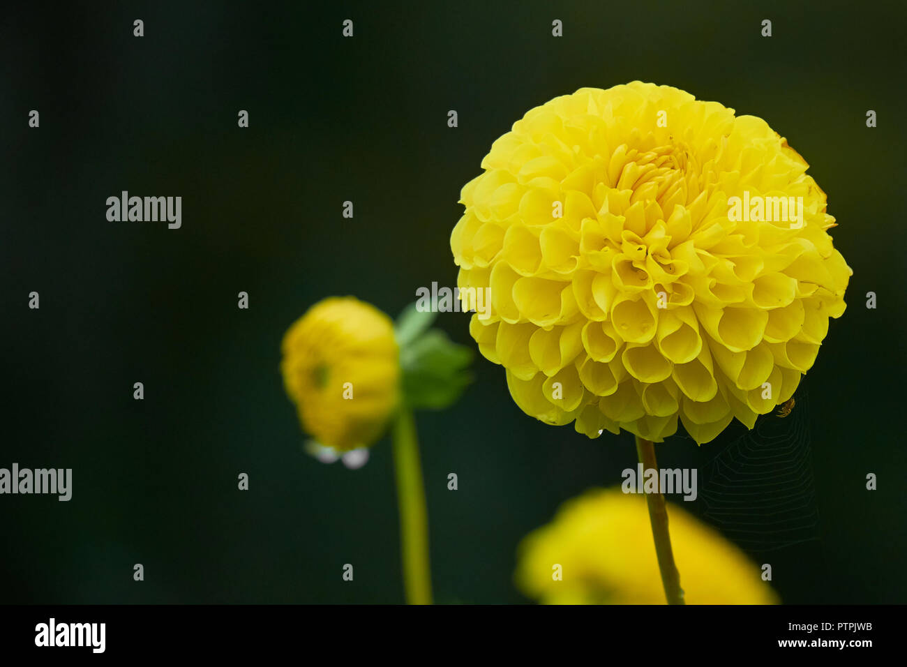 Wunderschöne gelbe Dahlie mit Spinne und dem Web auf dunklen schwarzen Hintergrund. Stockfoto
