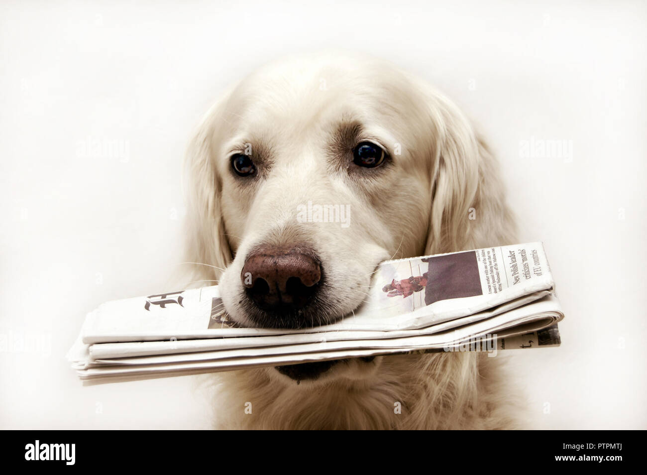 Golden Retriever Hund mit Zeitung in den Mund Stockfotografie - Alamy