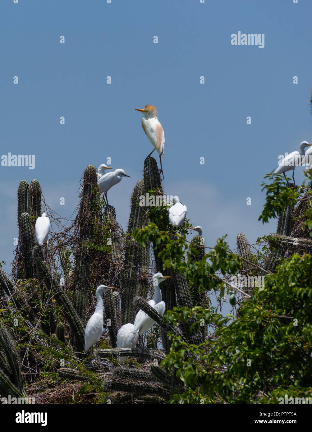 Dominikanische Republik Stockfoto