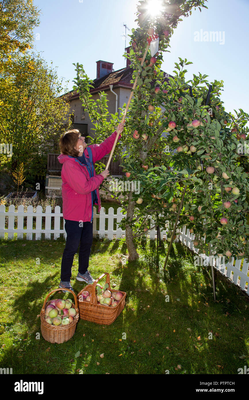 Wählen Sie die Äpfel im Garten im Herbst Stockfoto
