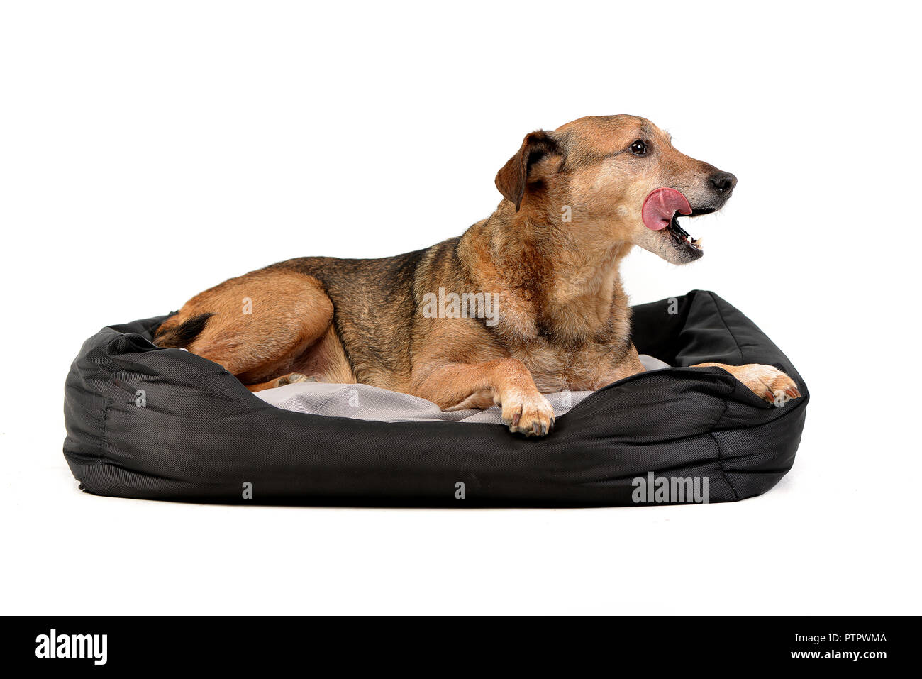 Eine entzückende gemischte Rasse Hund auf einer Decke liegend - studio Shot, isoliert auf Weiss. Stockfoto