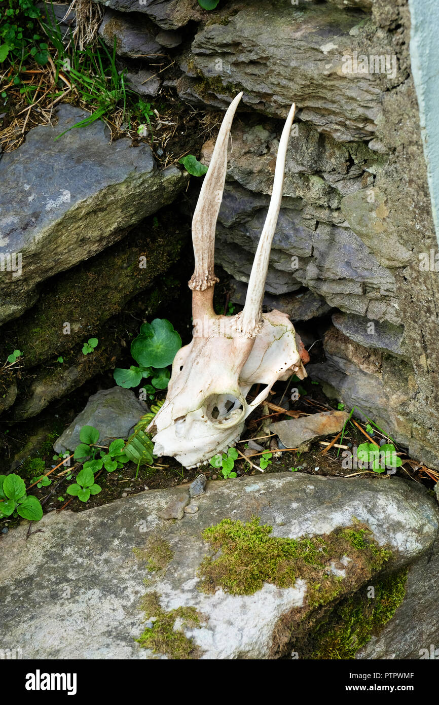 Deer skull draußen auf Schritte - Johannes Gollop Stockfoto