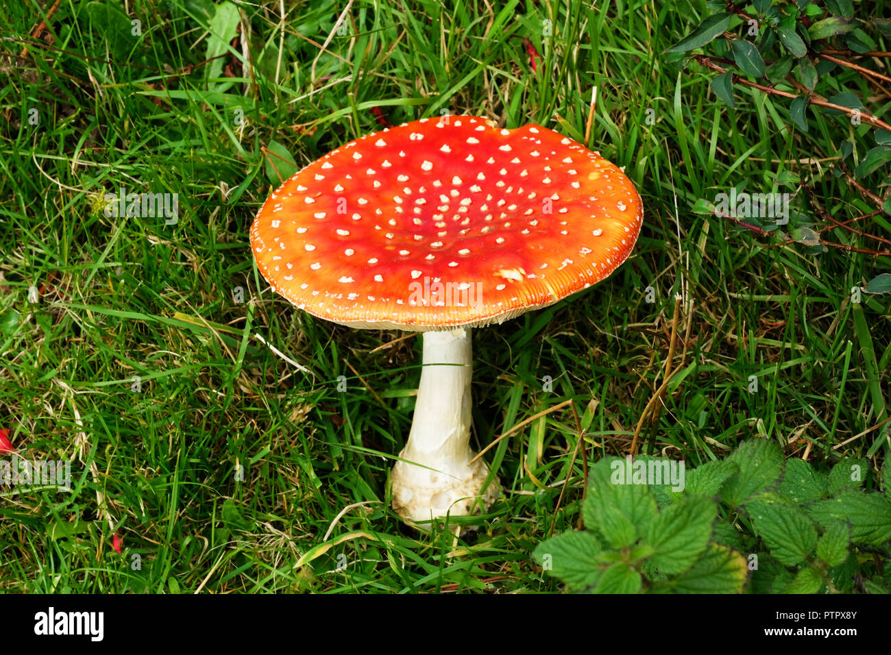 Weiß gefleckte, Rot bedeckte giftige Fly agaric Pilz - Johannes Gollop Stockfoto