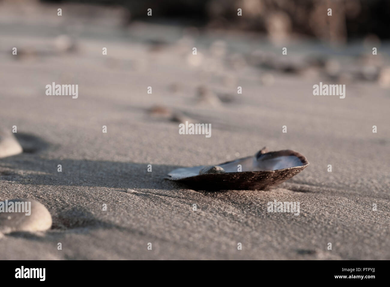 Mussel shell seashore beach Fotos und Bildmaterial in hoher Auflösung