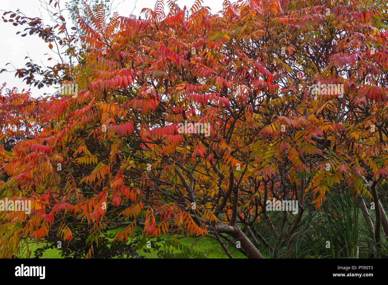 Rhus typhina Staghorn sumac mit herbstlaub oder Laub Rot drehen. Stockfoto
