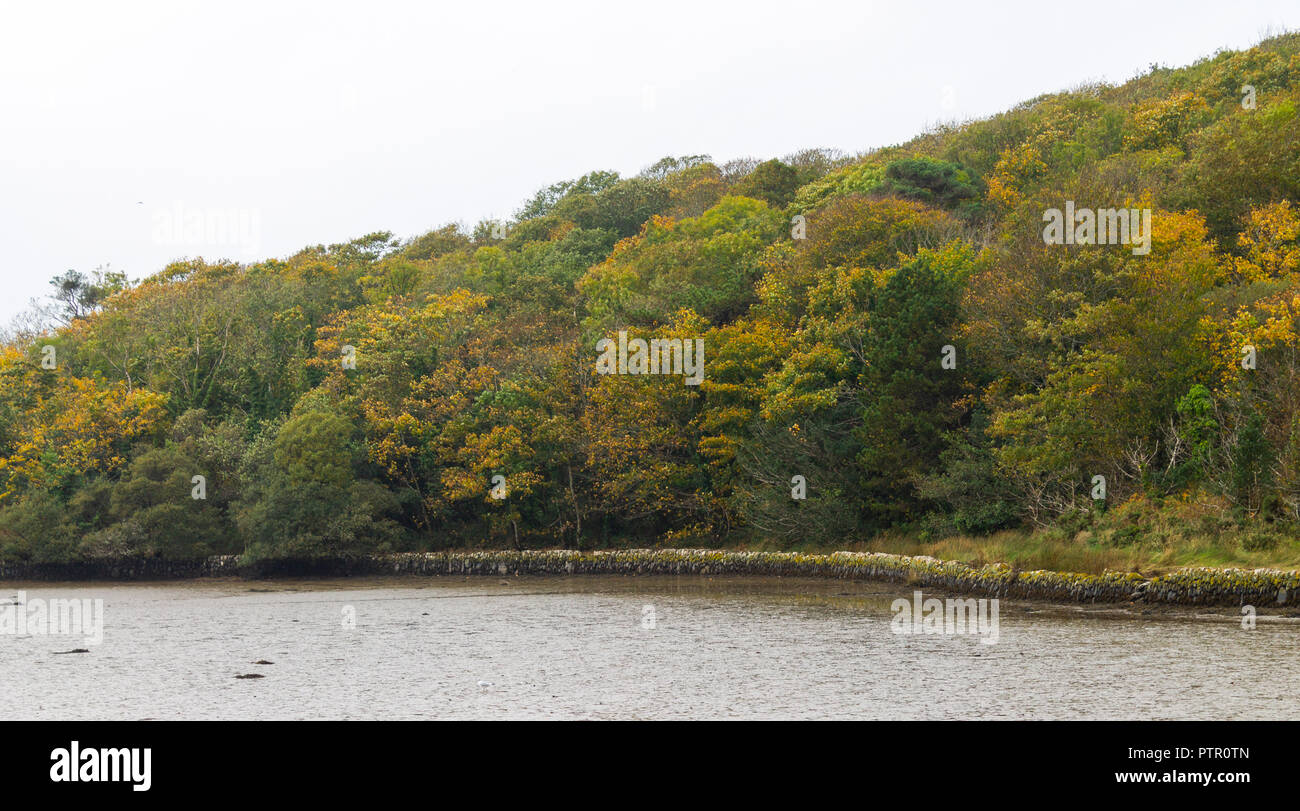 Gemischte breitblättrige Wald auf eine Gezeiten- Mündung in Herbst Farbe oder Farbe von Grün zu Gelb und Orange verlässt. Stockfoto