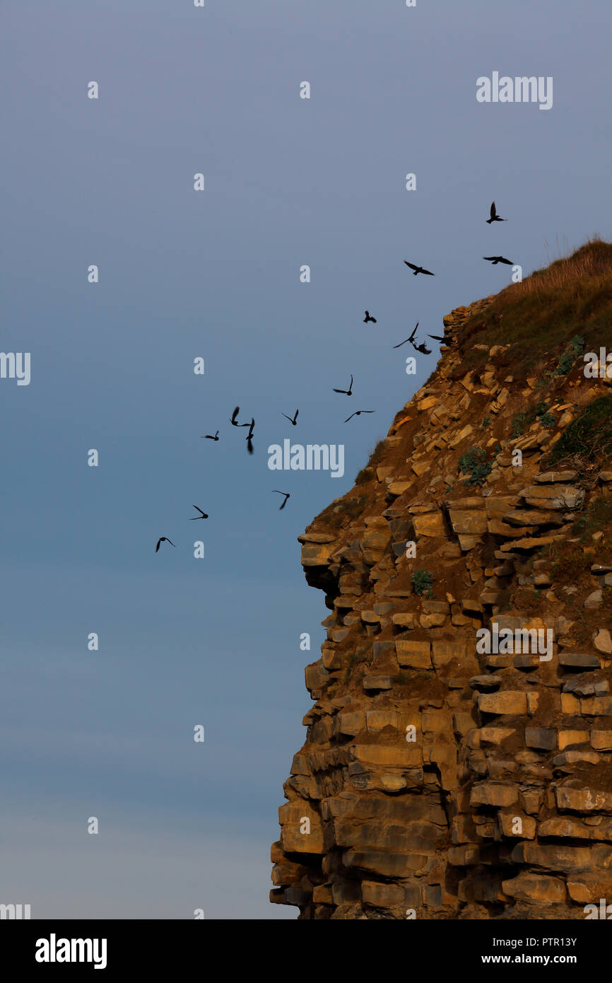 Ein Klappern von Dohlen spielen die hohe Winde um einen felsigen Klippe auf Sonnigem windigen Tag. Stockfoto