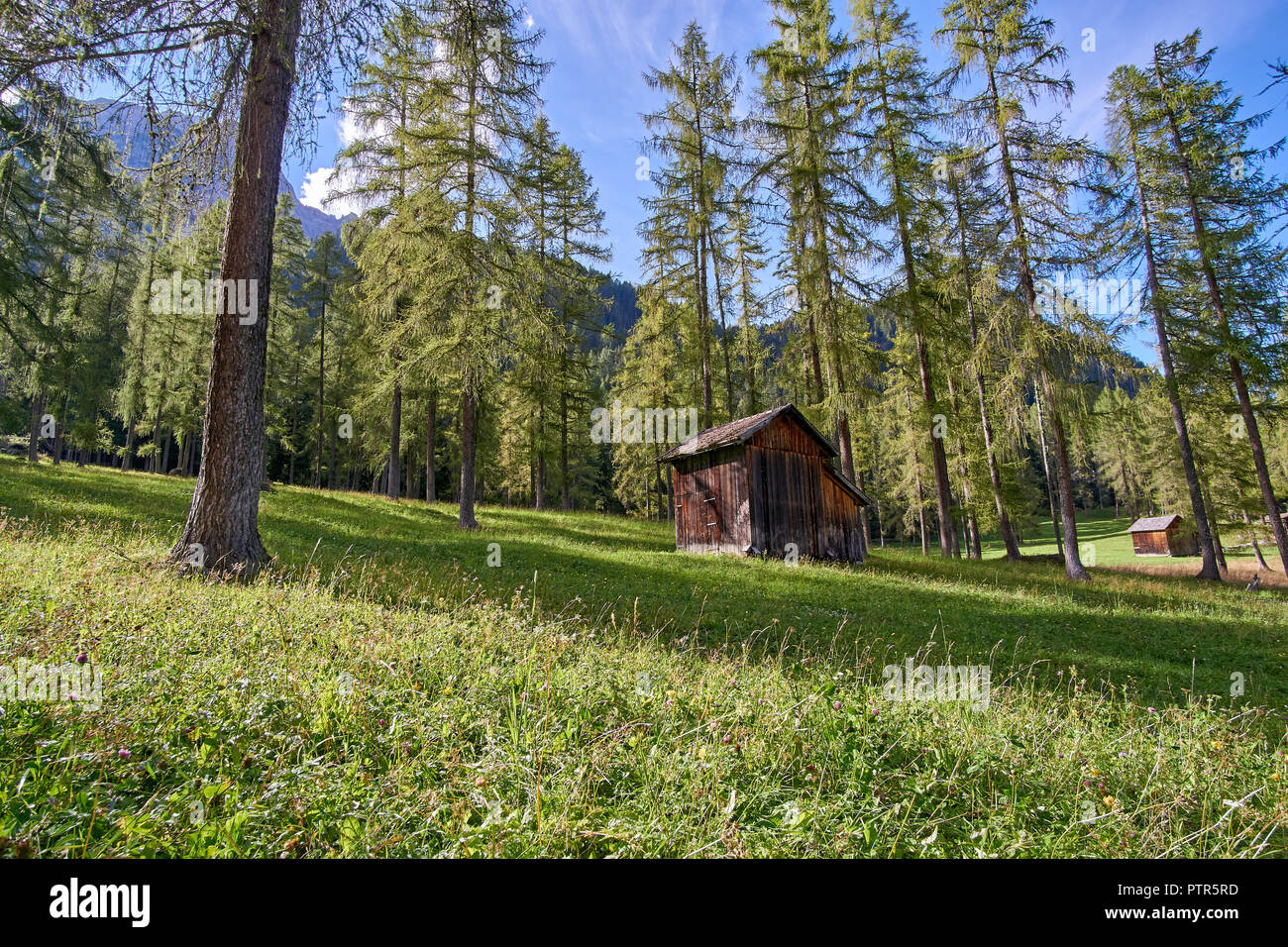Hütten der Bauern, Wiese und Kiefernwald entlang der Fischleintal (Val Fischleintal), Naturpark Sextner Dolomiten (Parco Naturale Dolomiti di Sesto), Italien Stockfoto