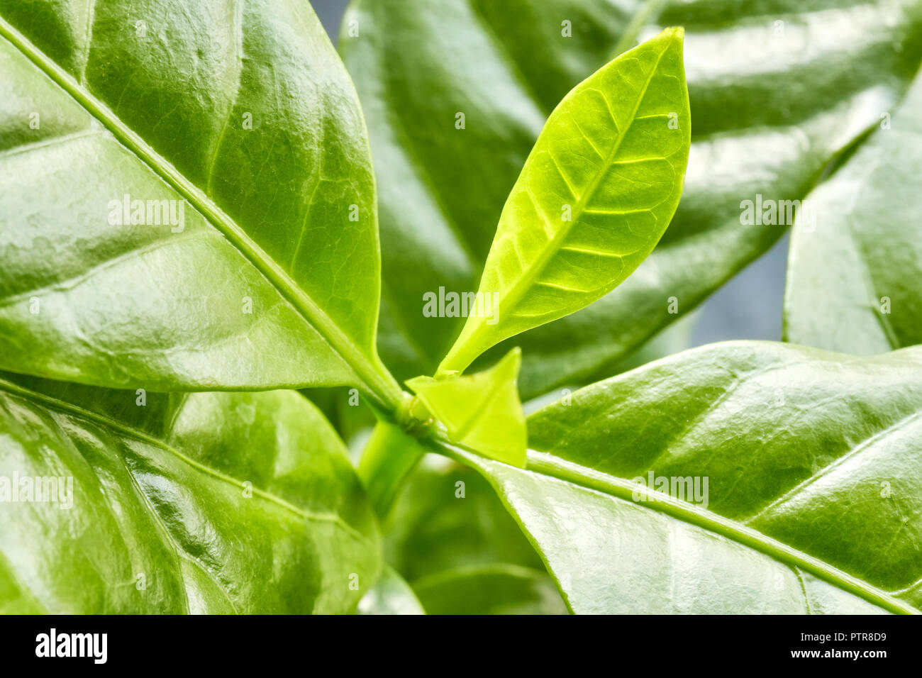 In der Nähe Bild von Arabica Kaffee verlässt, selektive konzentrieren. Stockfoto