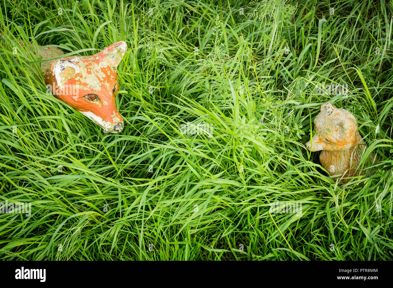 Zierpflanzen Fox und Bub teilweise von ungeschnittenem Gras in einem Garten versteckt in Großbritannien Stockfoto