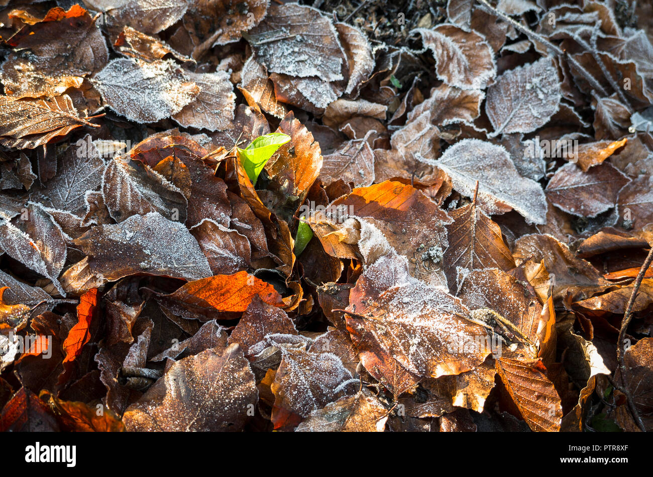 Gefallenen cherry Blätter mattiert Schutz über-wintering Dahlie tubors im Boden in einem Englischen Garten links Stockfoto