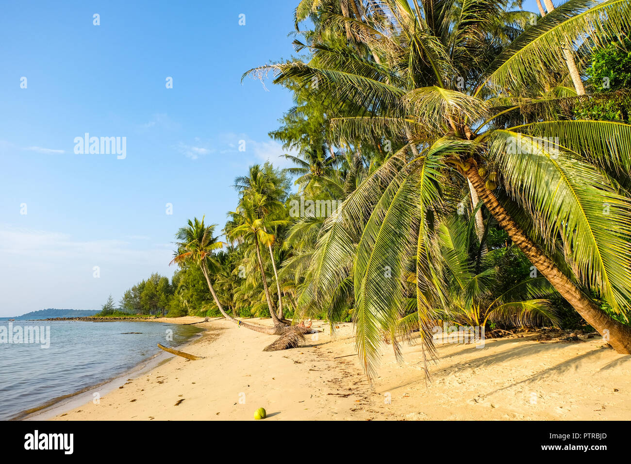 Kokospalmen am einsamen Strand, Ko Kood, Thailand Stockfoto