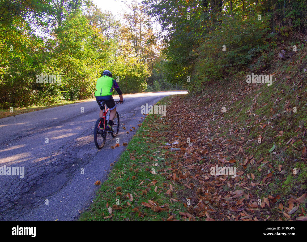 Radfahrer Gesichter ein Aufstieg auf einer Straße durch den Wald im Herbst, im Piemont. Italien Stockfoto