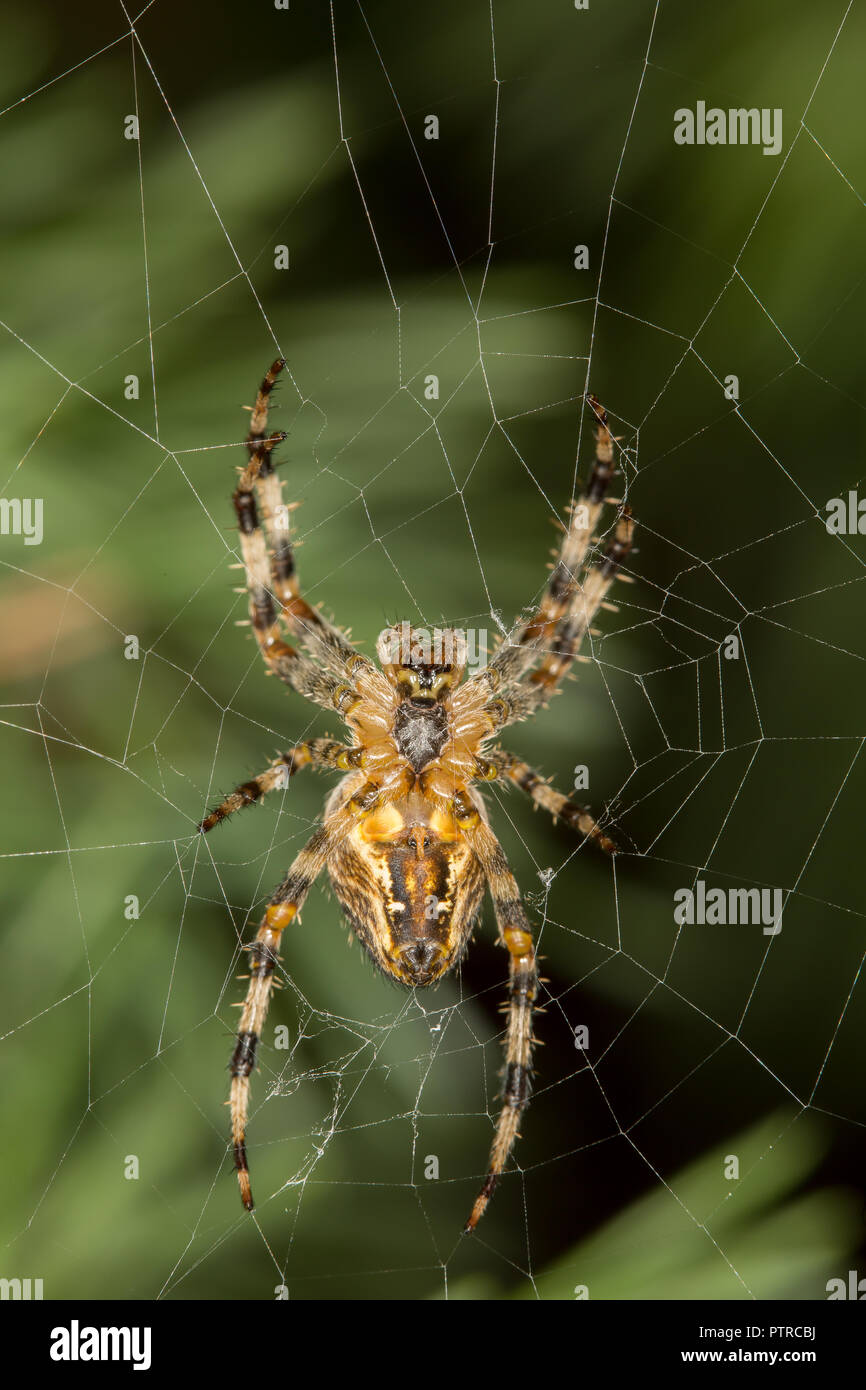 Schließen Detaillierte, makroaufnahme der einzigen britischen Kreuzspinne, in web isoliert, acht Beine symmetrisch im Freien in de Garten. Makro Fotografie. Stockfoto