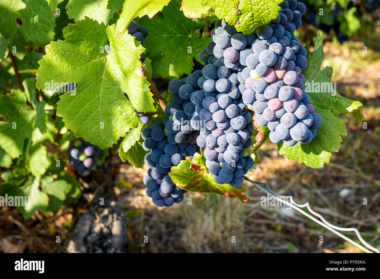 Große Trauben reifer Pinot Noir Trauben auf einer alten Rebe in einem Weinberg, Champagner durch die warme Sonne des späten Nachmittags beleuchtet. Stockfoto